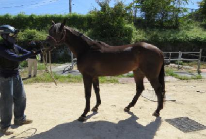 �ν����̾� ����