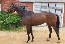 ���߶� (QUEEN YARA) ����