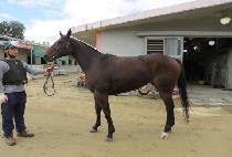 �����۷θ� (EVER GLORY) ����