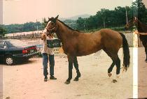 �ڷ��Ľ� (TELEPATHY) ����