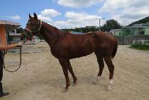 ���ƽý�Į (OASIS CAL) ����