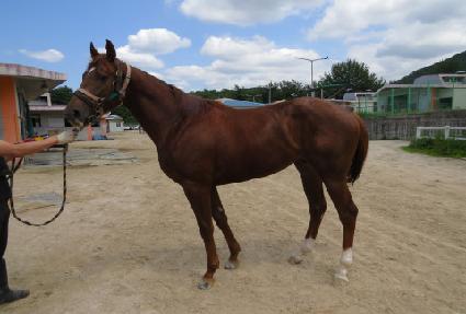 ���ƽý�Į ����