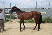 �������� (FOREVER GIL) ����