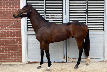 �巡�︮���� ����