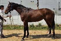 �巡�ﵥ�� (DRAGON DEVIL) ����