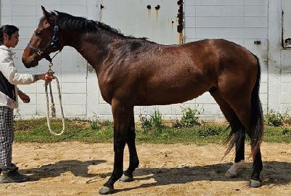 �巡�ﵥ�� ����