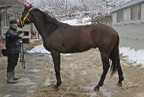 �������س� (ELDORADO HAENAM) ����