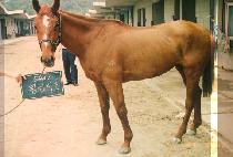 Ȳ�ݶ��� (HWANG GEUM LINE) ����