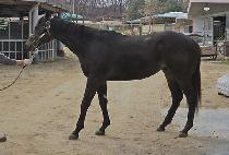 ��ó (PICTURE) ����