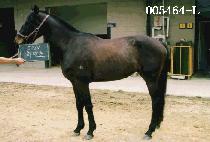 ȭ���� (HWA RANG CHO) ����