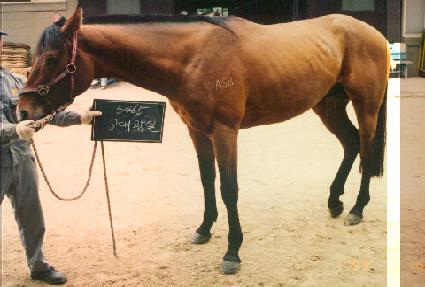 ���뱤�� ����