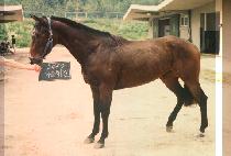 �������� (KA DU HAENG JIN) ����