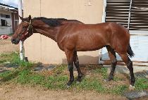 �����ǹݼ� (GWANGBOKUI BANSEOK) ����