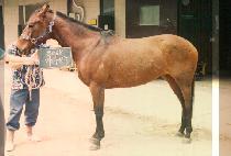 �������� (MACH JIL JOO) ����