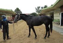 ���̳����� (FINAL K) ����