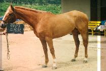 ��ī�� (SCARLET) ����