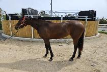 į�н�Ʈ (CALM FAST) ����