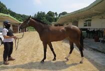 �������̾� (SEMYEONG DIA) ����