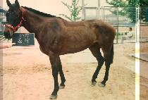 ���� (PONDA) ����