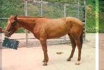 ���� (DOL BI) ����