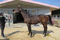 ��Ʈ�󼱴� (ULTRA THUNDER) ����