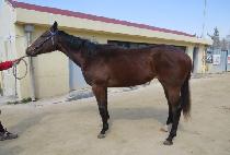 į�ν��� (CALM IN STORM) ����