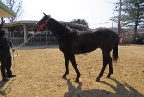 ����ķ���� (WHIZ CAMPAIGN) ����