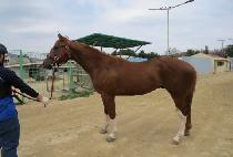 ���̽����� (NICE FORCE) ����