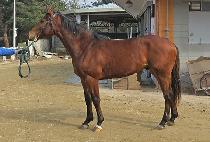 �������� (YONGBI HERO) ����