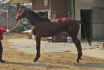 �帲�Ƴ� (DREAM HONOUR) ����