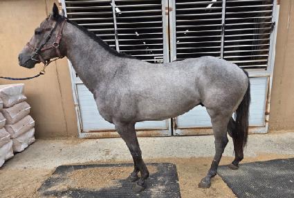 ����� ����