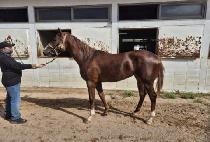 �������۷θ� (BACK TO THE GLORY) ����