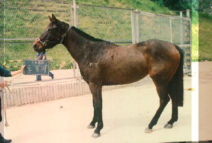 ������ ����