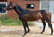 ��Ÿ��ƽ�̱� (FANTASTIC EAGLE) ����