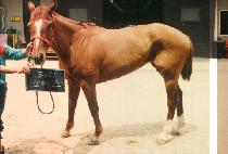 �Ҹ��� (SOMOZ) ����