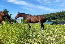 ���νú� (DOROTHY B) ����