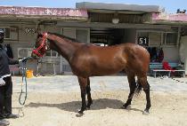 ���Ǳ׷��̽� (GWANAK GRACE) ����