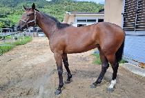 �����߾� (NAGAN CHUEOK) ����