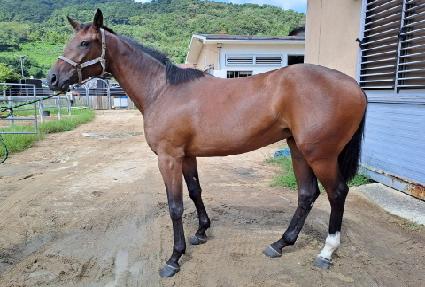 �����߾� ����