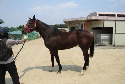 ����ŷ ����