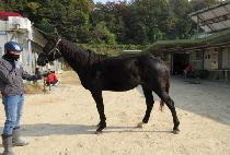 �巡������ (DRAGON HUNTER) ����