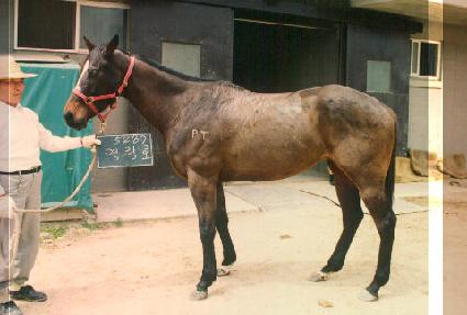 ����ȣ ����