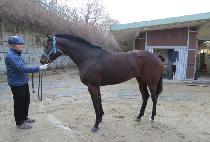 Ʈ�������� (TRIGONUS) ����