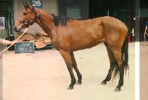 �ػ� (HAE SANG DO) ����