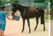 �ϸ����� (IL MA SEUN DAL) ����