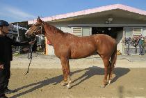 �������� (OVER THE TOP) ����