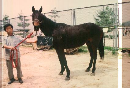 ��ǳ ����