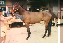 ���� (CHAM SOL) ����