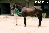 �ܲ� (DAN KOOM) ����