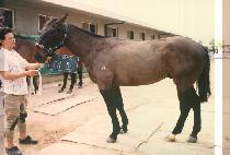 ���� (TAE CHO) ����